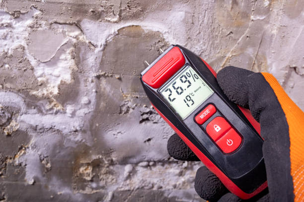 Best Mold Testing and Inspection Services in North Bay Village, FL